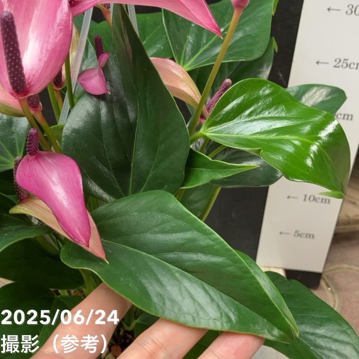 アンスリウム アンドレアナム ジゾー 6号 透明プラ吊り鉢｜観葉04-PA