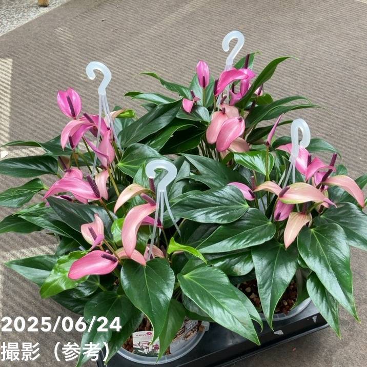 アンスリウム アンドレアナム ジゾー 6号 透明プラ吊り鉢｜観葉04-PA