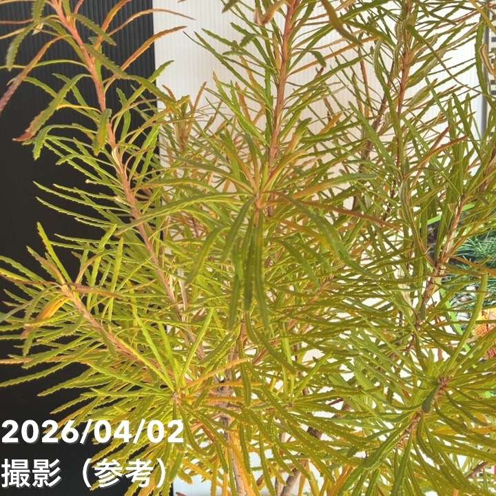 バンクシア スピヌロサ ヘアピンバンクシア 7号｜花木04-PA | 花木