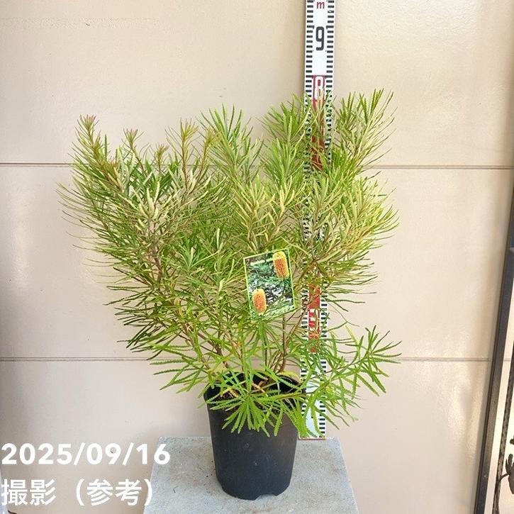 ボリューム株　ヘアピンバンクシア　スピヌロサ　鉢植え17　苗　オージープランツ 再販 ヘアピンバンクシア スピヌロサ 鉢植え 苗木 ワイルド
