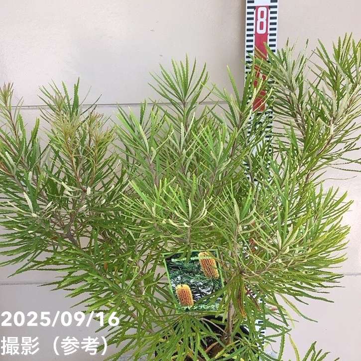 バンクシア スピヌロサ ヘアピンバンクシア 7号｜花木04-PA