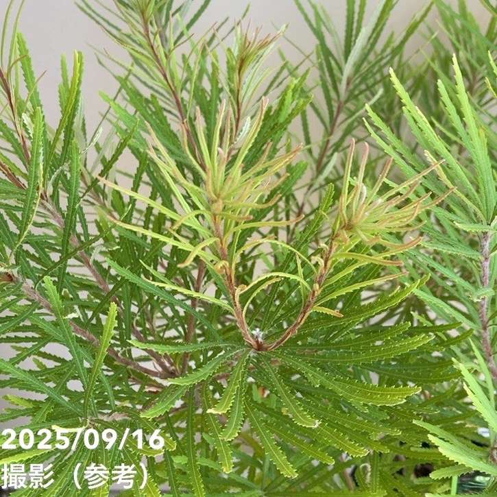 ボリューム株　ヘアピンバンクシア　スピヌロサ　鉢植え17　苗　オージープランツ ボリューム株 ヘアピンバンクシア スピヌロサ 鉢植え17 苗