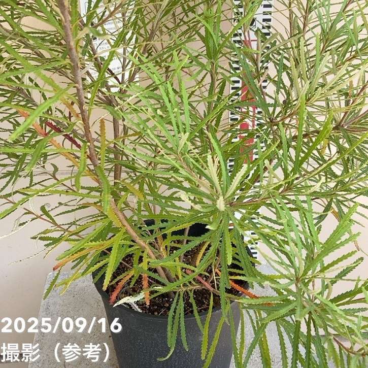【現品】バンクシア・スピヌノーサ・ヘアピン（ヘアピンバンクシア）8号　３C番 現品】バンクシア・スピヌノーサ・ヘアピン（ヘアピンバンクシア