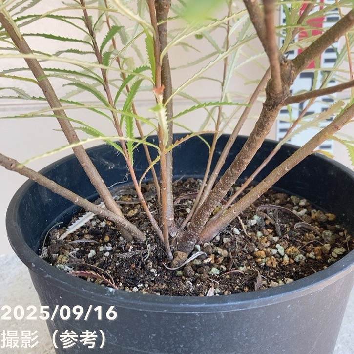 バンクシア スピヌロサ ヘアピンバンクシア 7号｜花木04-PA
