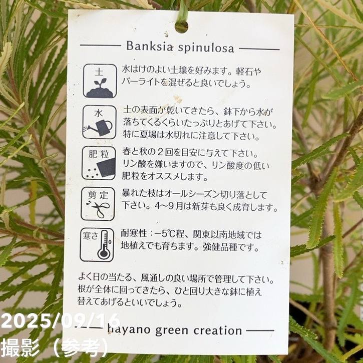 バンクシア スピヌロサ ヘアピンバンクシア 7号｜花木04-PA