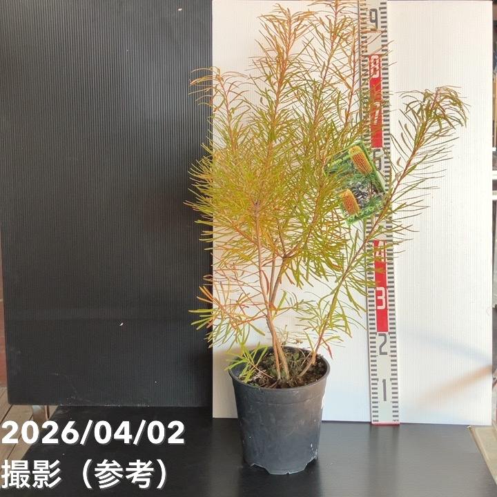 ヘアピンバンクシア　スピヌロサ　鉢植えG　苗　オージープランツ　ドライガーデン ボリューム株 ヘアピンバンクシア スピヌロサ 鉢植え18 苗 オージー