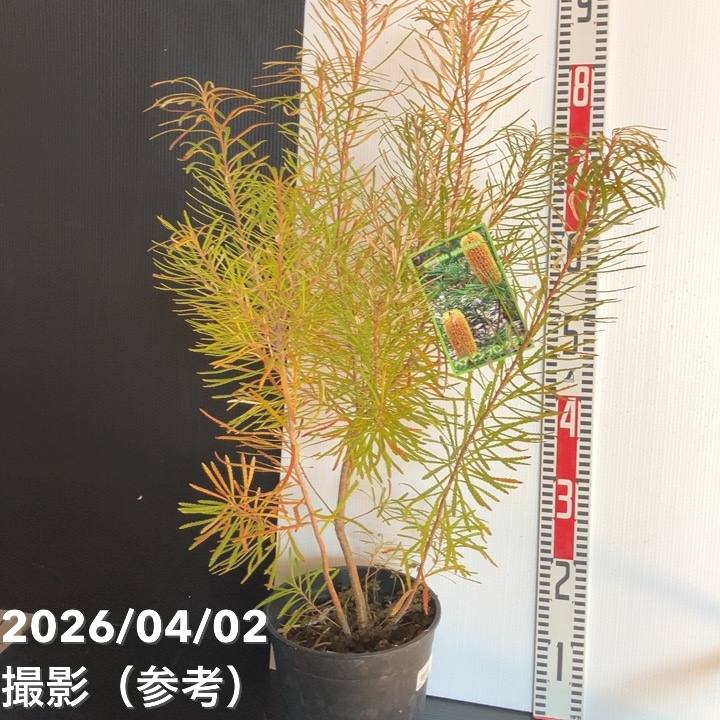 バンクシア スピヌロサ ヘアピンバンクシア 7号｜花木04-PA | 花木