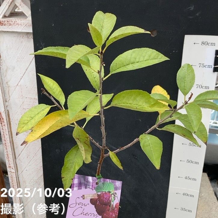 【秋セール10%OFF!11/1まで】サワーチェリー 酸果桜桃 ノーススター 4.5号|果樹10-TU