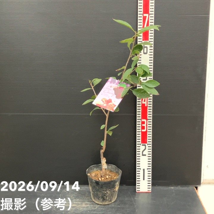 【秋セール10%OFF!11/1まで】サワーチェリー 酸果桜桃 ノーススター 4.5号|果樹10-TU