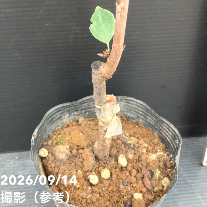【秋セール10%OFF!11/1まで】サワーチェリー 酸果桜桃 ノーススター 4.5号|果樹10-TU