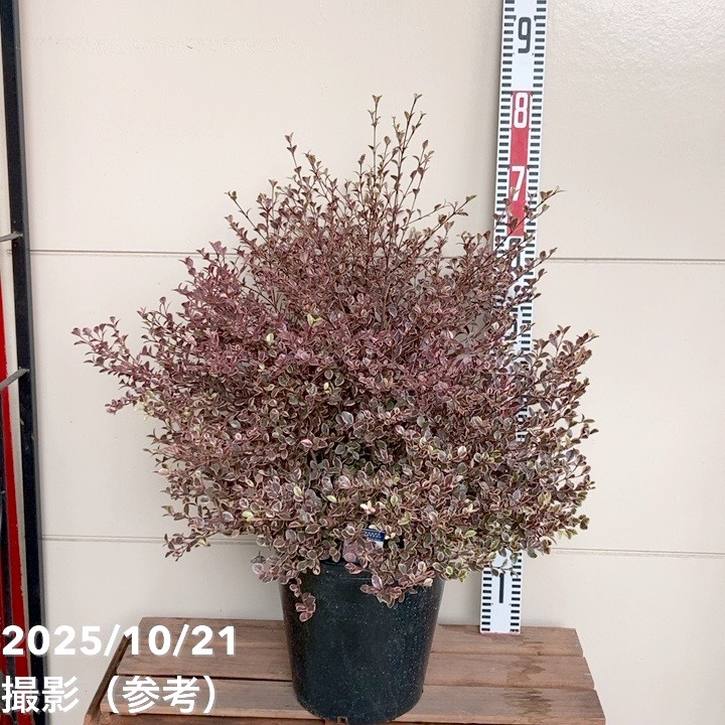 ロフォフォラ　美株 Wolverine Proshift Mid LX Composite Toe Black – Shoeteria