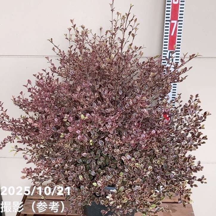 特大株＞ロフォミルタス マジックドラゴン 8号鉢 PVP｜花木04-PA