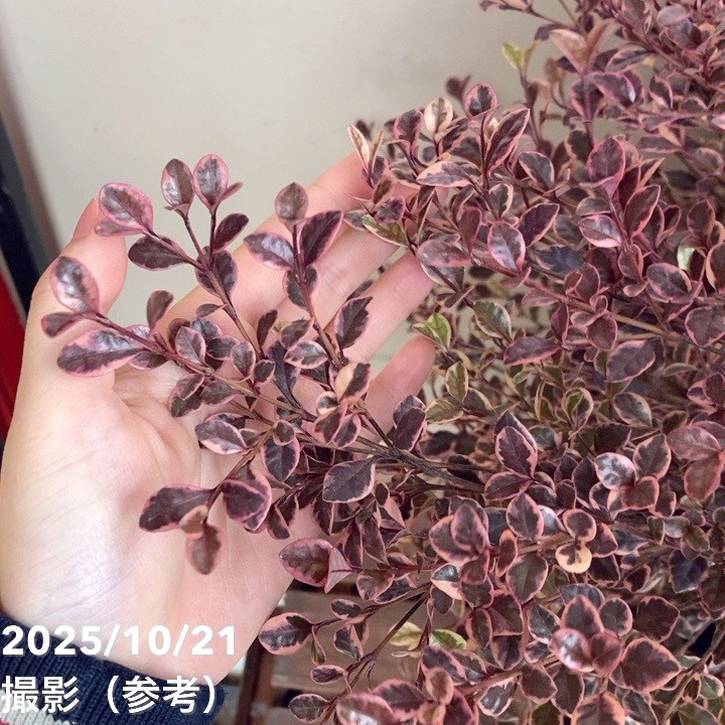 ロフォフォラ　美株 コミフォラ・ウィグッティ | 多肉植物・特別な鉢の販売 | トーキー | TOKY