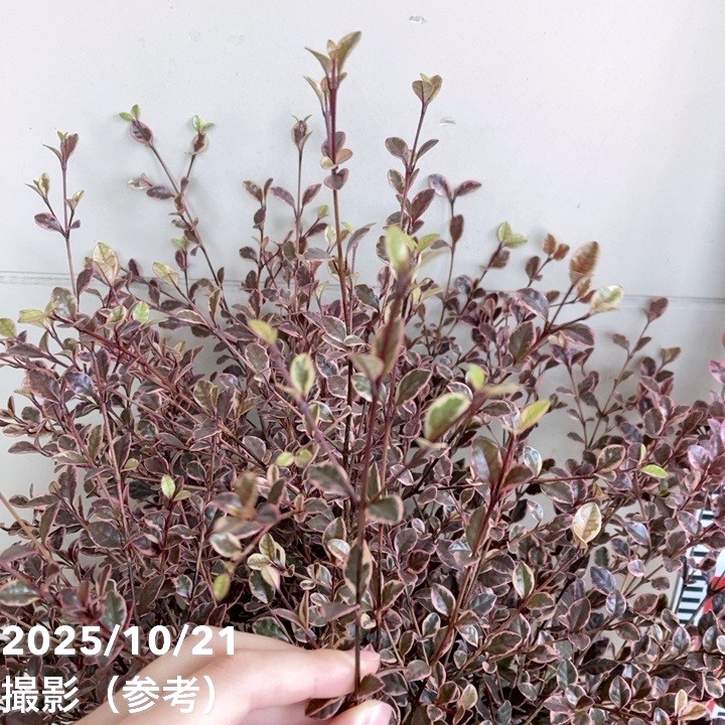 特大株＞ロフォミルタス マジックドラゴン 8号鉢 PVP｜花木04-PA