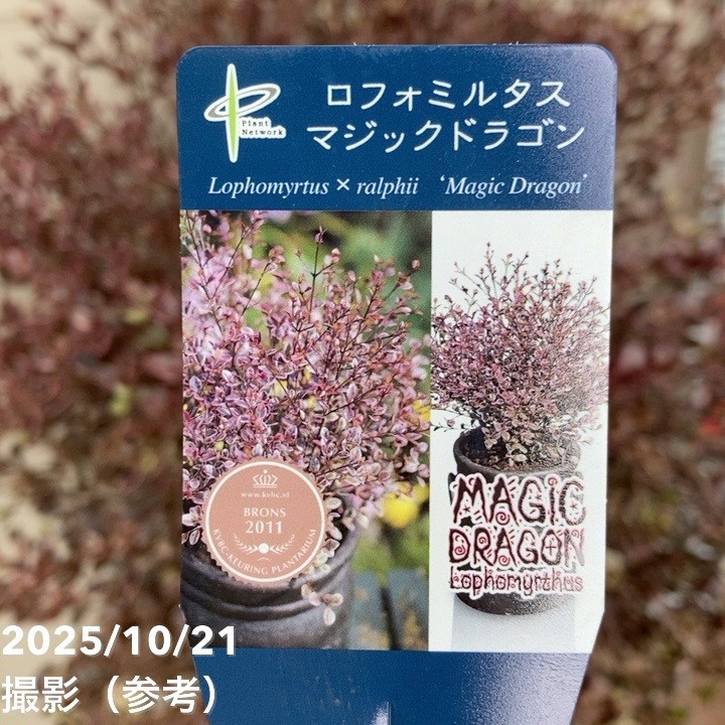 特大株＞ロフォミルタス マジックドラゴン 8号鉢 PVP｜花木04-PA