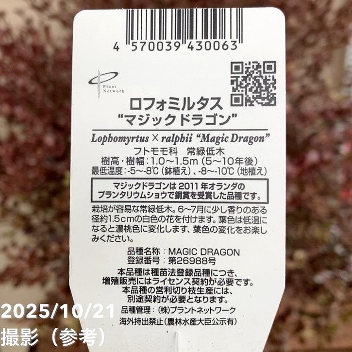 特大株＞ロフォミルタス マジックドラゴン 8号鉢 PVP｜花木04-PA