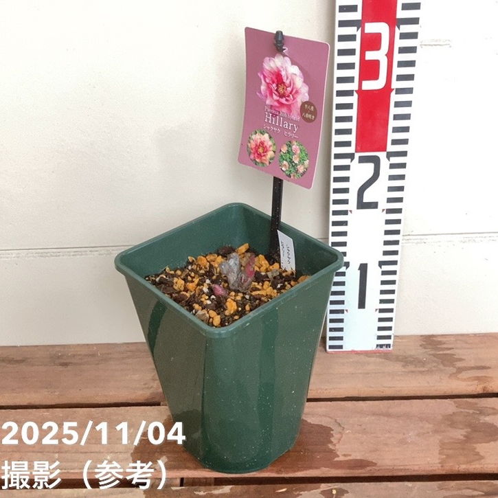 芍薬 シャクヤク 5号 ヒラリー|草花04-PA