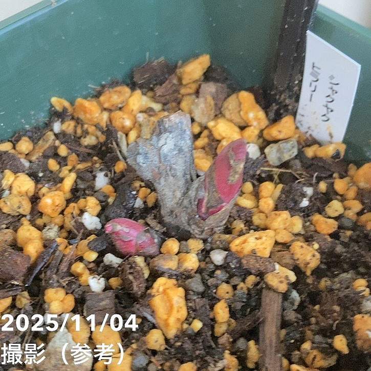 芍薬 シャクヤク 5号 ヒラリー|草花04-PA