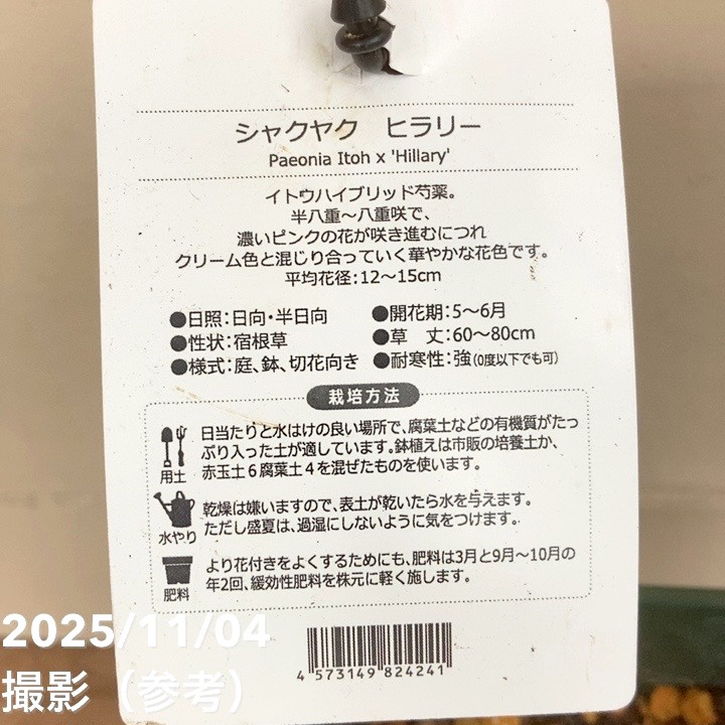 芍薬 シャクヤク 5号 ヒラリー|草花04-PA