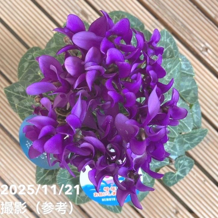 PW公式オンラインストア / 【SALE】【送料込】シクラメン ドラゴン ディープブルー 15cmポット シクラメン ドラゴン ディープブルー