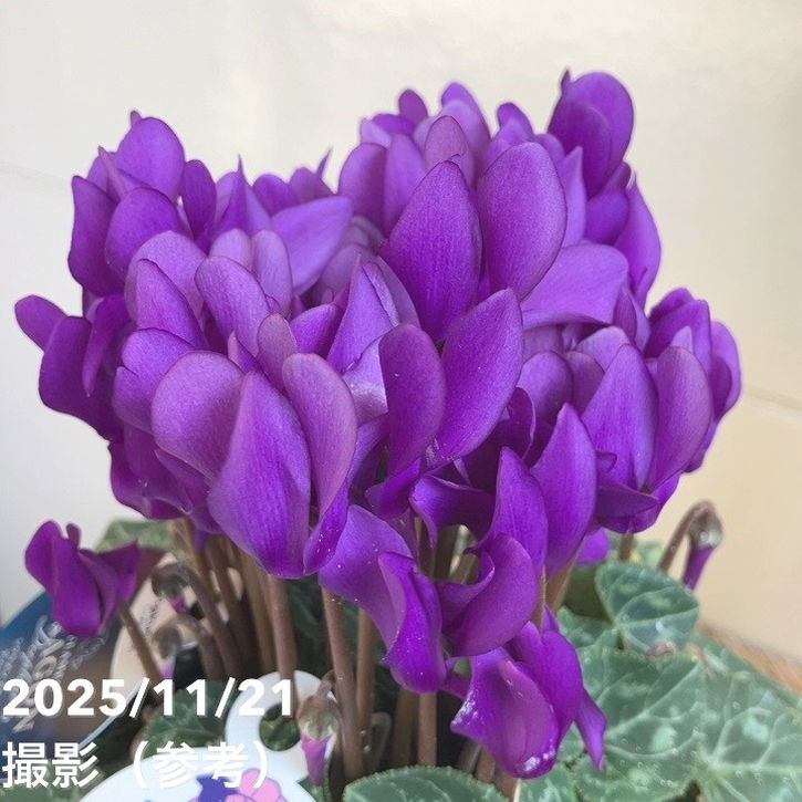 シクラメン ドラゴン ディープブルー 4号｜草花04-PA | ギフト,鉢花