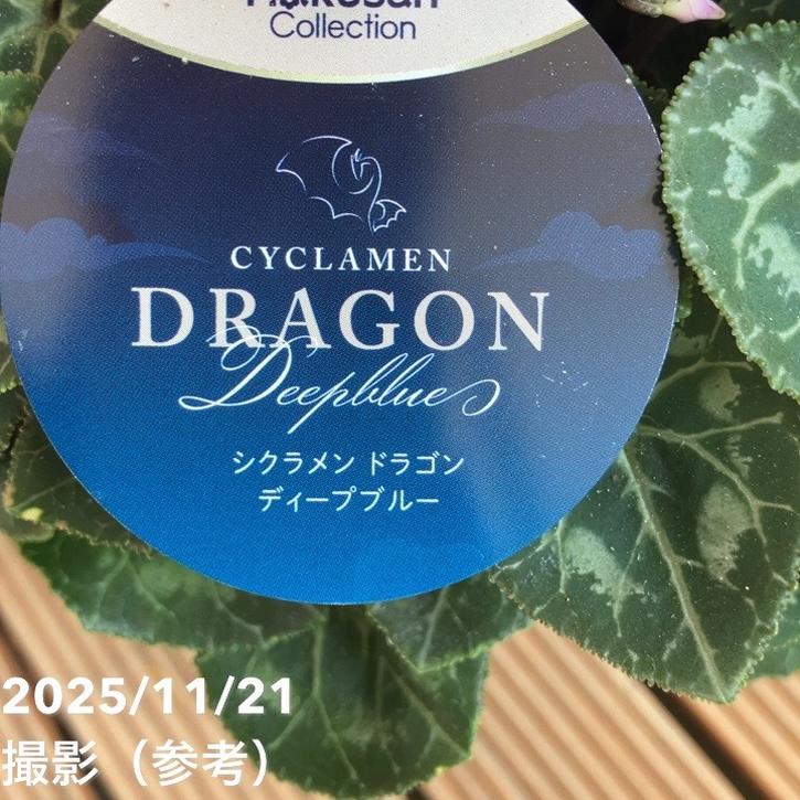 シクラメン ドラゴン ディープブルー 4号｜草花04-PA | ギフト,鉢花
