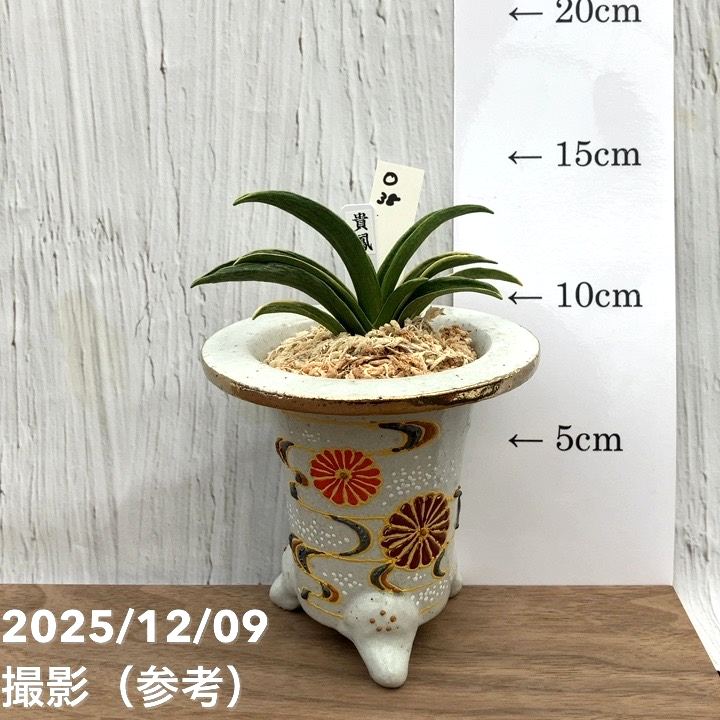 現品お届け】豊明園 万年青 オモト 貴鳳（きほう） 菊水白鉢（O38