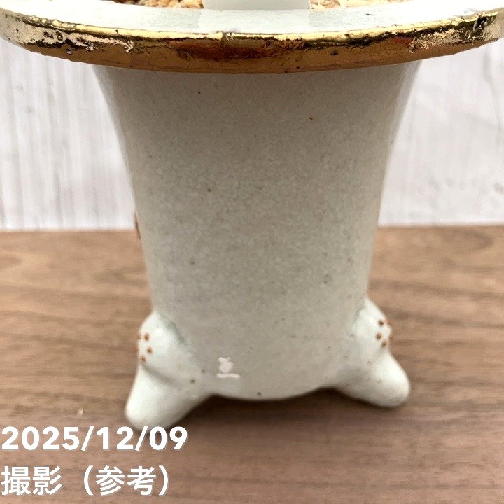 現品お届け】豊明園 万年青 オモト 貴鳳（きほう） 菊水白鉢（O38
