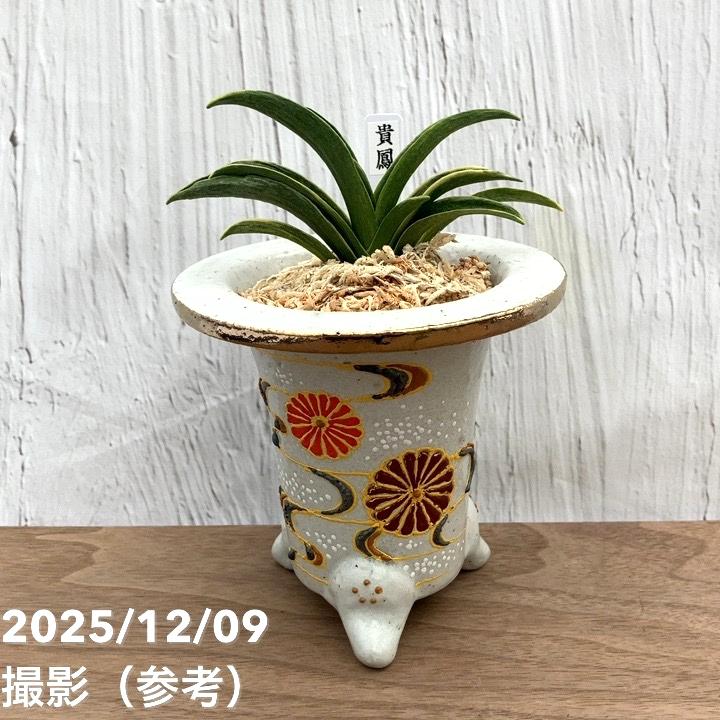現品お届け】豊明園 万年青 オモト 貴鳳（きほう） 菊水白鉢（O38