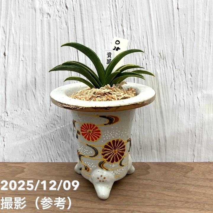 現品お届け】豊明園 万年青 オモト 貴鳳（きほう） 菊水白鉢（O38