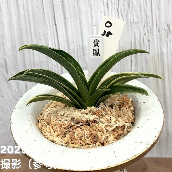 現品お届け】豊明園 万年青 オモト 貴鳳（きほう） 菊水白鉢（O38