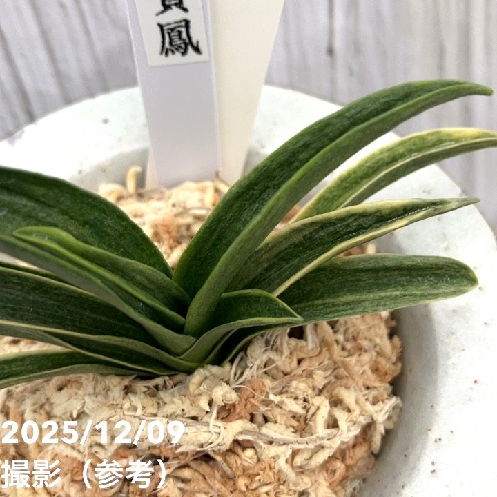 現品お届け】豊明園 万年青 オモト 貴鳳（きほう） 菊水白鉢（O38