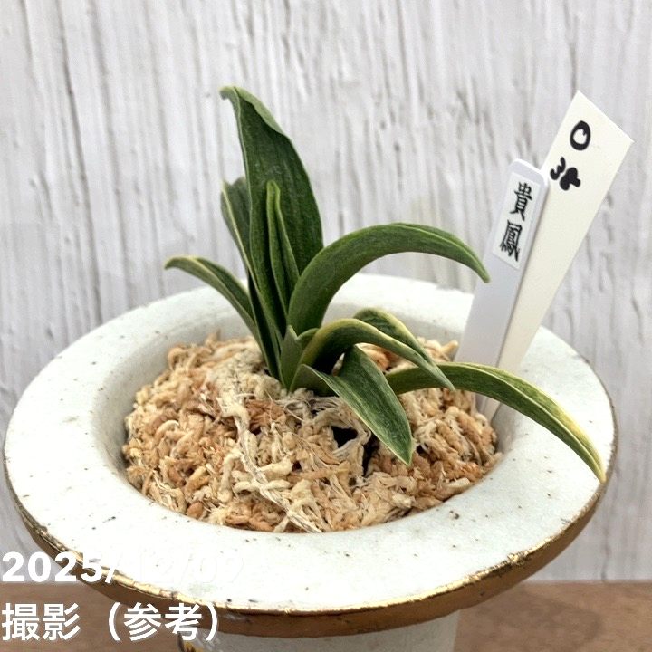 現品お届け】豊明園 万年青 オモト 貴鳳（きほう） 菊水白鉢（O38