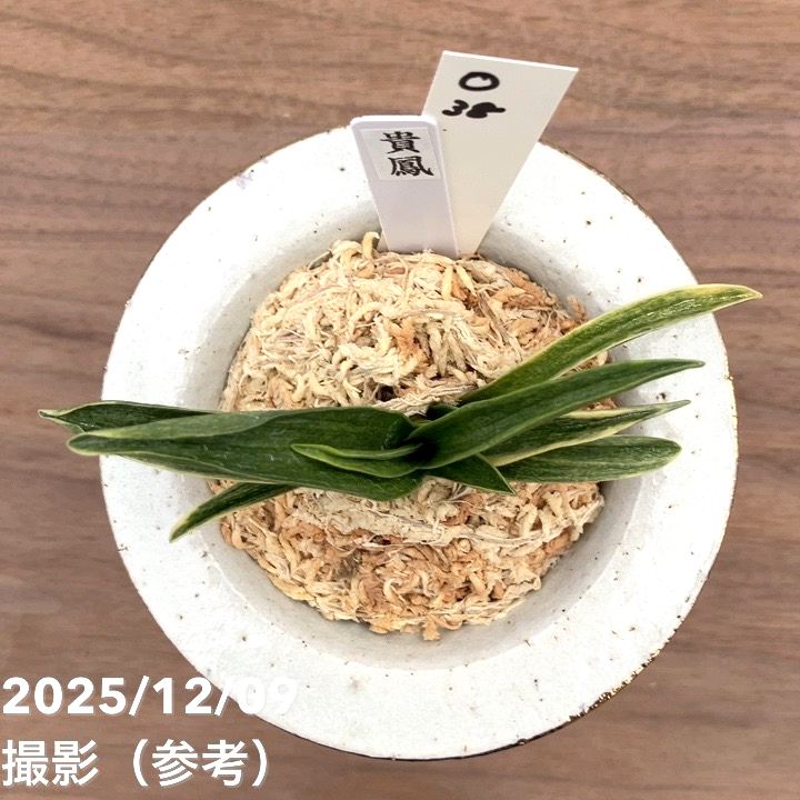 現品お届け】豊明園 万年青 オモト 貴鳳（きほう） 菊水白鉢（O38