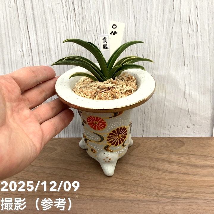 現品お届け】豊明園 万年青 オモト 貴鳳（きほう） 菊水白鉢（O38