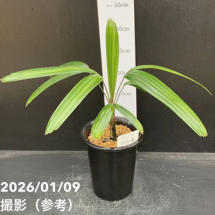 観音竹 白雪の宝 4号｜観葉10-TU | 観葉・多肉 | 赤塚植物園オンライン