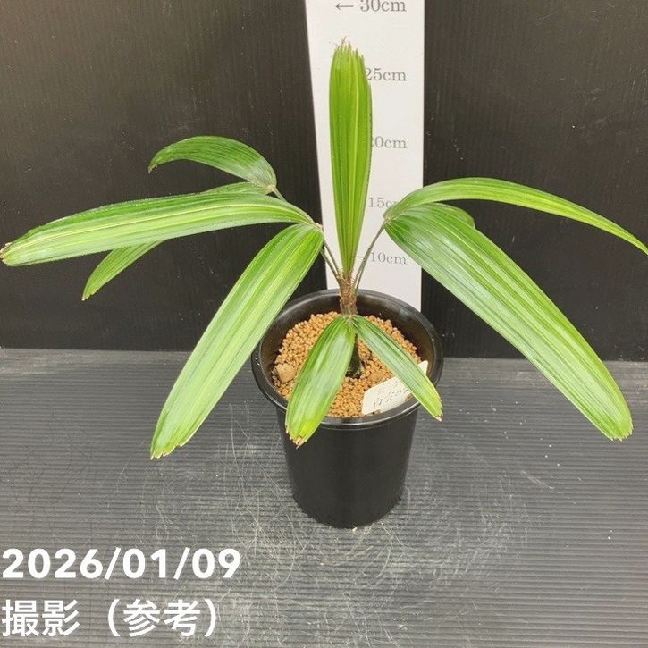 観音竹 白雪の宝 4号｜観葉10-TU | 観葉・多肉 | 赤塚植物園オンライン