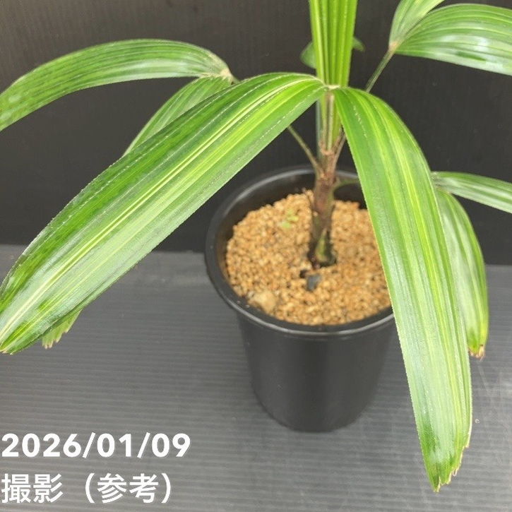 観音竹 白雪の宝 4号｜観葉10-TU | 観葉・多肉 | 赤塚植物園オンライン