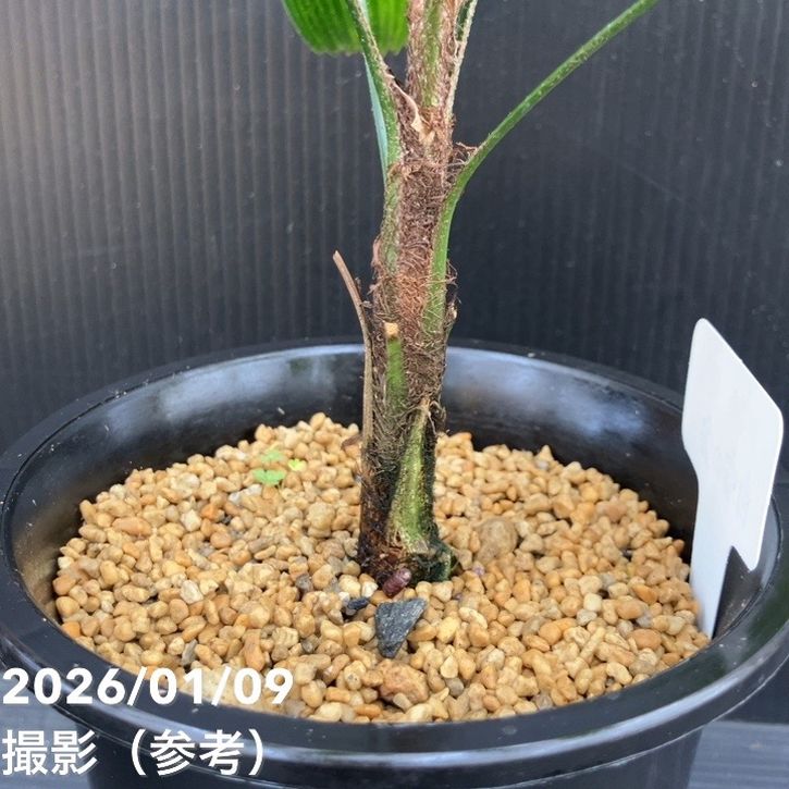 観音竹 白雪の宝 4号｜観葉10-TU | 観葉・多肉 | 赤塚植物園オンライン