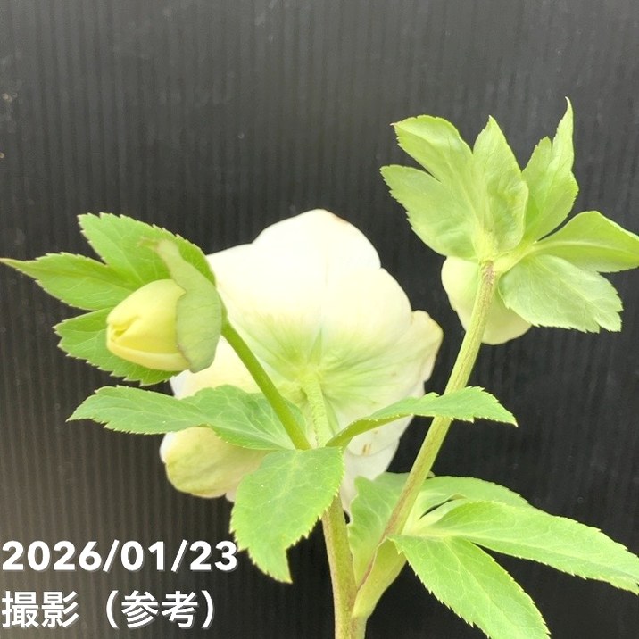 一点物】加藤農園 クリスマスローズ モーリー 4.5号（KT41）｜山野04