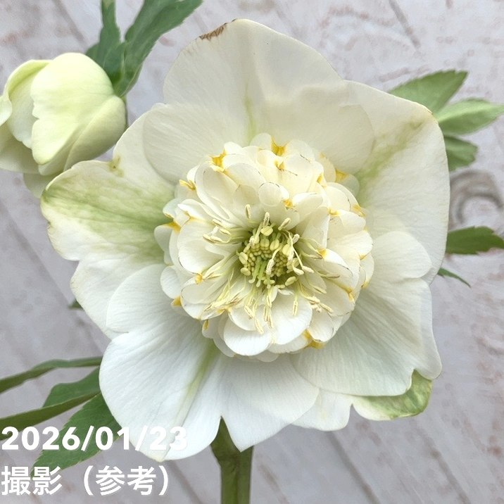 一点物】加藤農園 クリスマスローズ モーリー 4.5号（KT41）｜山野04