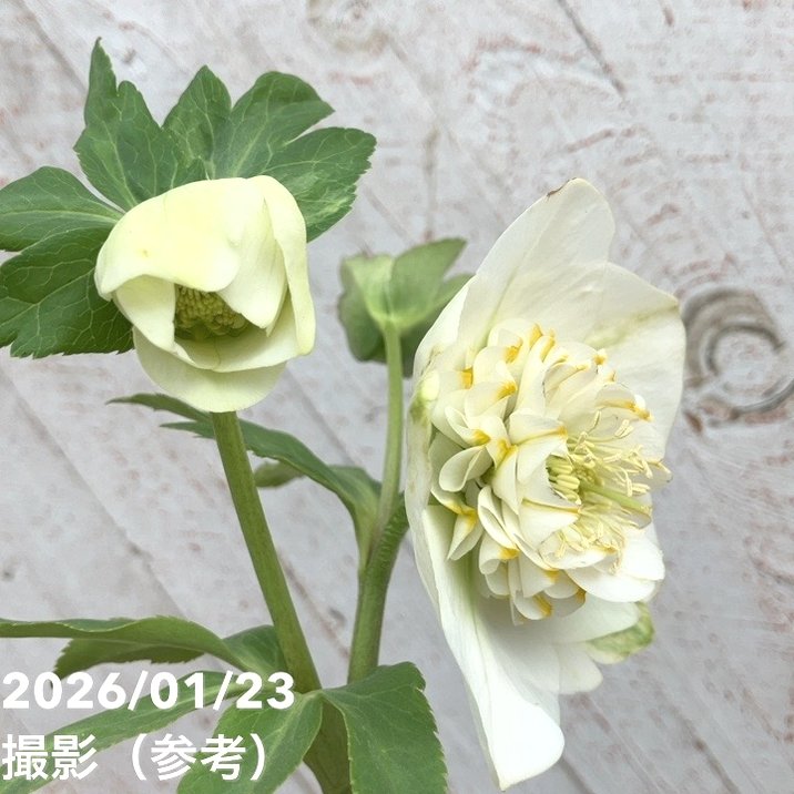 一点物】加藤農園 クリスマスローズ モーリー 4.5号（KT41）｜山野04