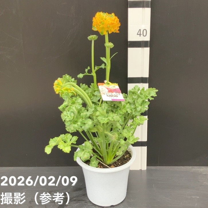 現品お届け】ラナンキュラス ポンポン 5号 メルリーノ｜草花10-TU