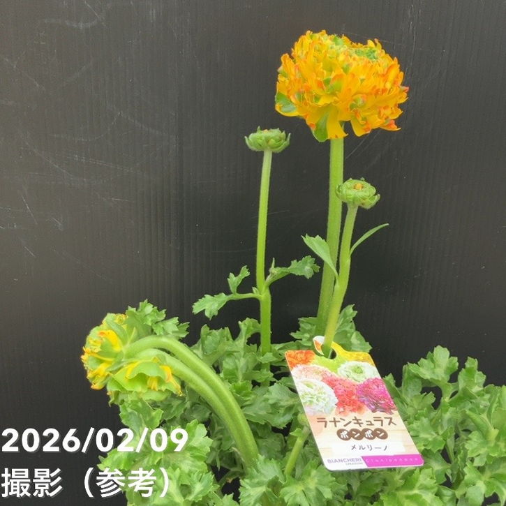 ラナンキュラスポンポンメルリーノ 5寸 同梱割引 Amazon.co.jp: ラナンキュラス ポンポンシリーズ 苗 ポンポン