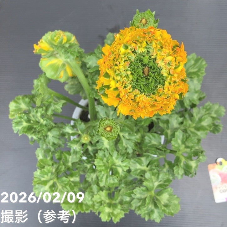 現品お届け】ラナンキュラス ポンポン 5号 メルリーノ｜草花10-TU