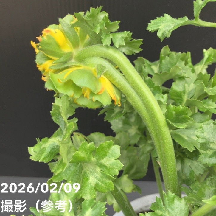 現品お届け】ラナンキュラス ポンポン 5号 メルリーノ｜草花10-TU