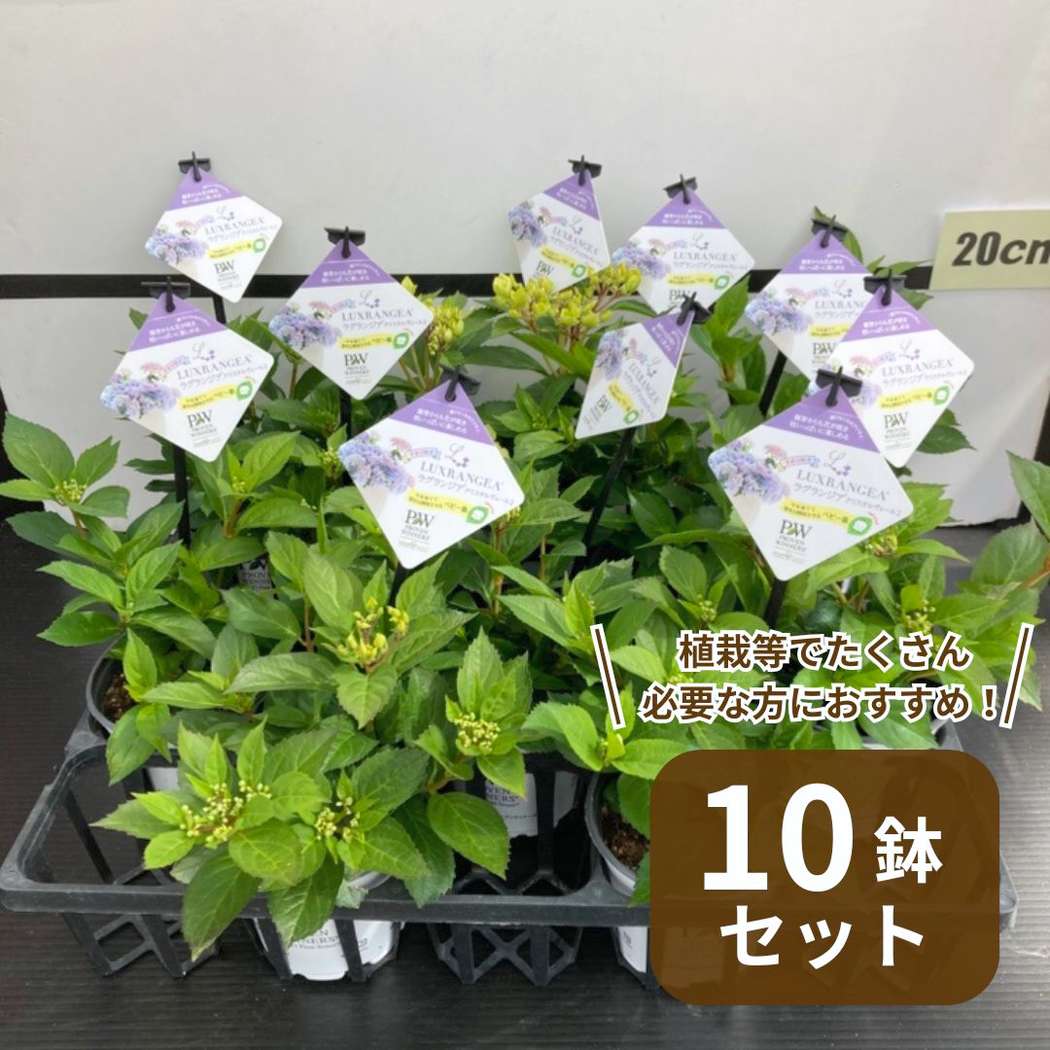 まとめ買い！】PW ラグランジア クリスタルヴェール2 3.5号×10鉢セット