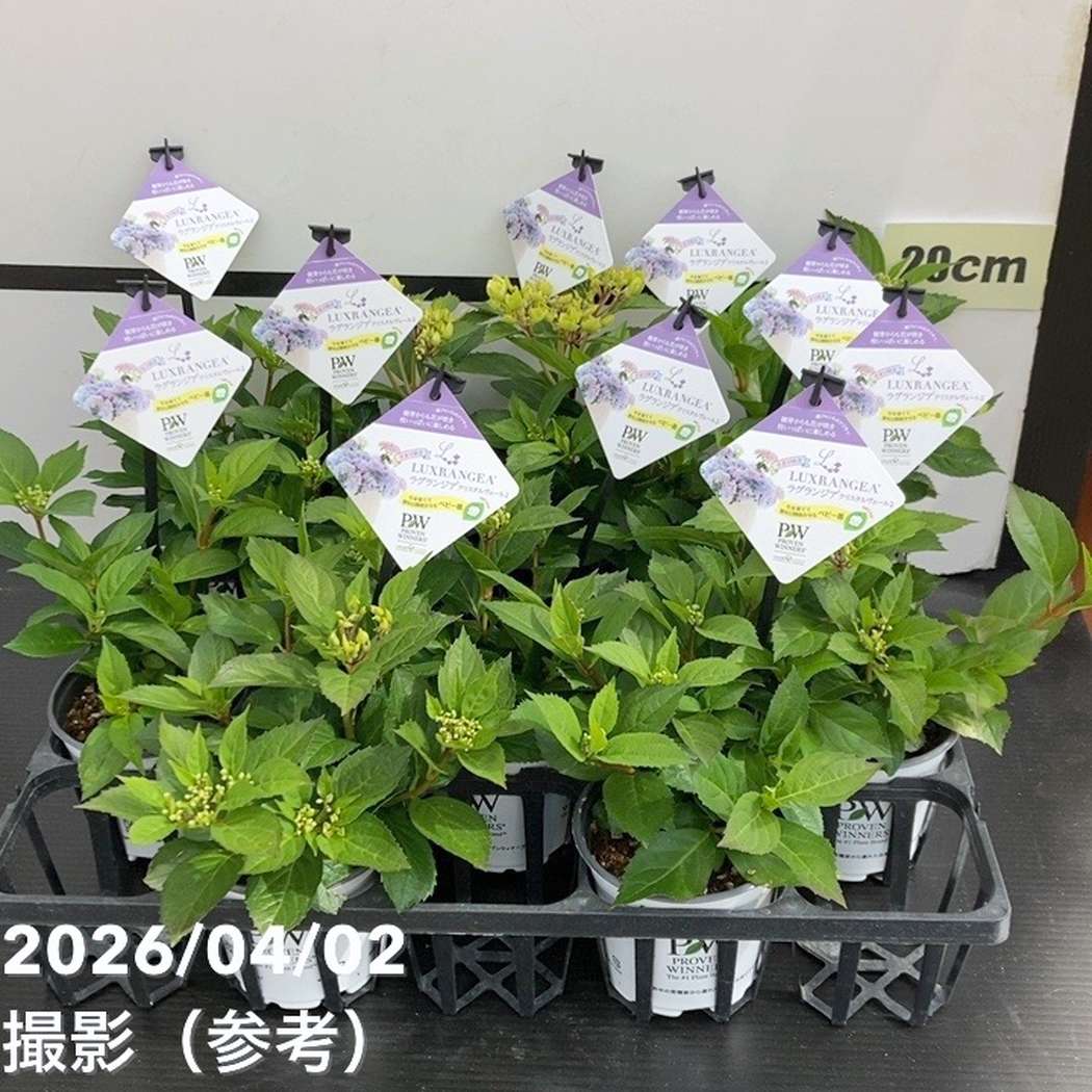 ラグランジア 10鉢セット