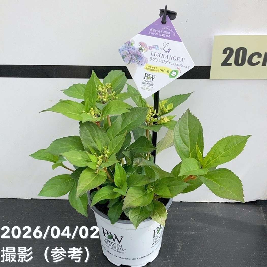 まとめ買い！】PW ラグランジア クリスタルヴェール2 3.5号×10鉢セット
