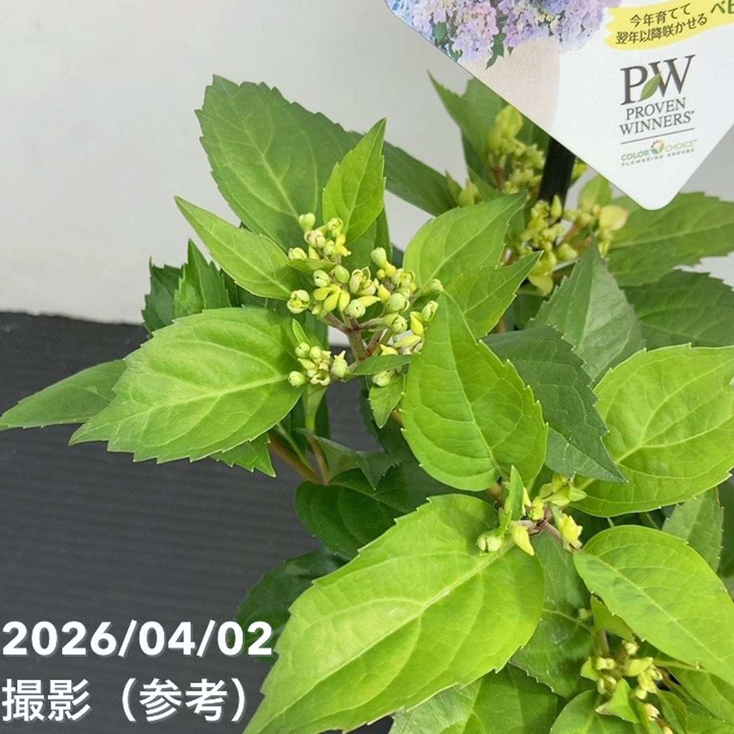 まとめ買い！】PW ラグランジア クリスタルヴェール2 3.5号×10鉢セット